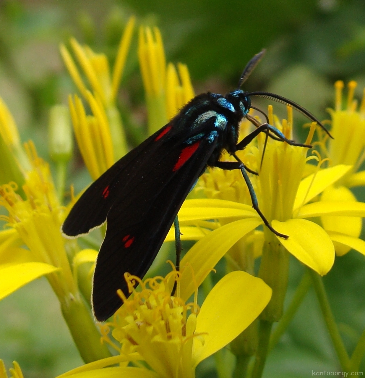 Cyanopepla micans image
