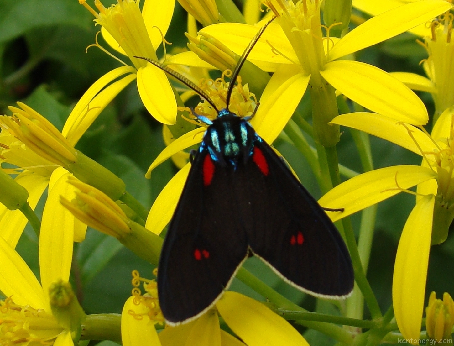 Cyanopepla micans image