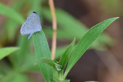 Celastrina echo gozora