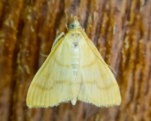 Helvibotys helvialis photo 5