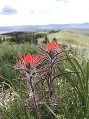Castilleja chromosa
