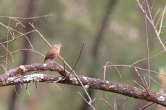 Troglodytes aedon brunneicollis