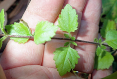 Chaenostoma cordatum