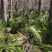 Dwarf Palmetto - Photo (c) Larry D. Moore, some rights reserved (CC BY)