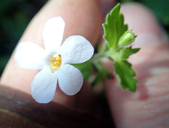 Chaenostoma cordatum