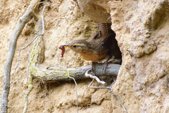 Troglodytes aedon brunneicollis