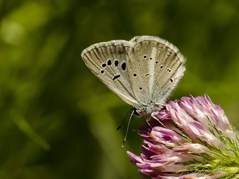 Polyommatus eurypilos