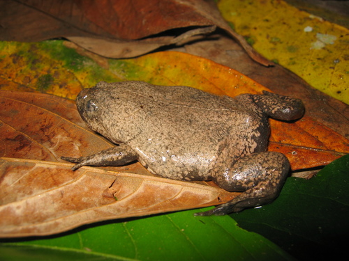 Hamptophryne alios