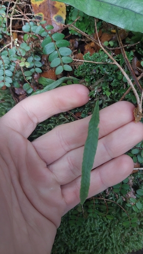 Notogrammitis billardierei observed 2024-07-15