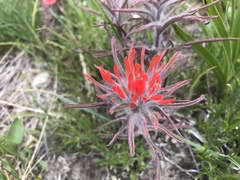 Castilleja chromosa