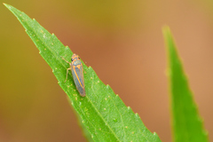 Graphocephala aurolineata