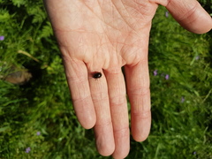 Chrysolina oricalcia