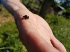 Chrysolina oricalcia