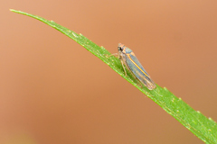Graphocephala aurolineata