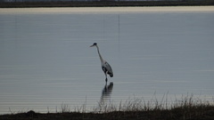 Ardea cocoi
