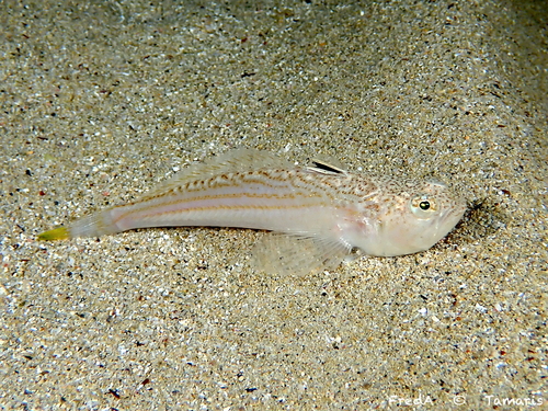 Lesser weever (Echiichthys vipera) — Trachinidae — 3