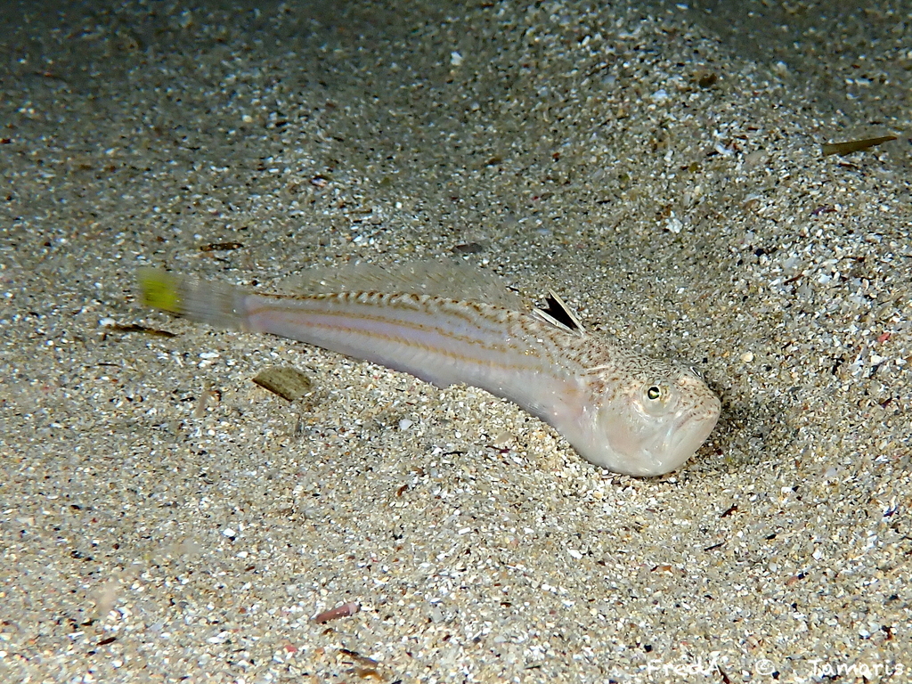 Lesser weever (Echiichthys vipera) — Trachinidae