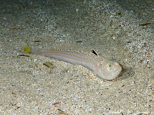 Lesser weever (Echiichthys vipera) — Trachinidae