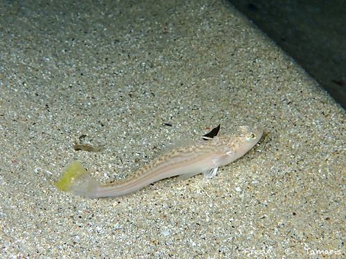Lesser weever (Echiichthys vipera) — Trachinidae — 4