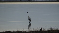 Ardea cocoi