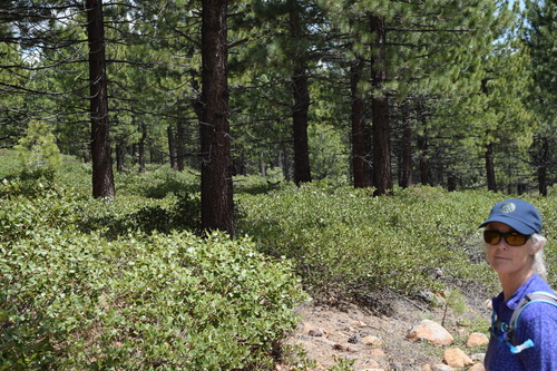 iNaturalist observation photo of Mule Deer