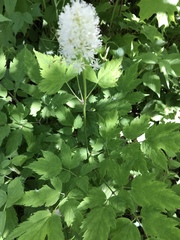 Actaea rubra