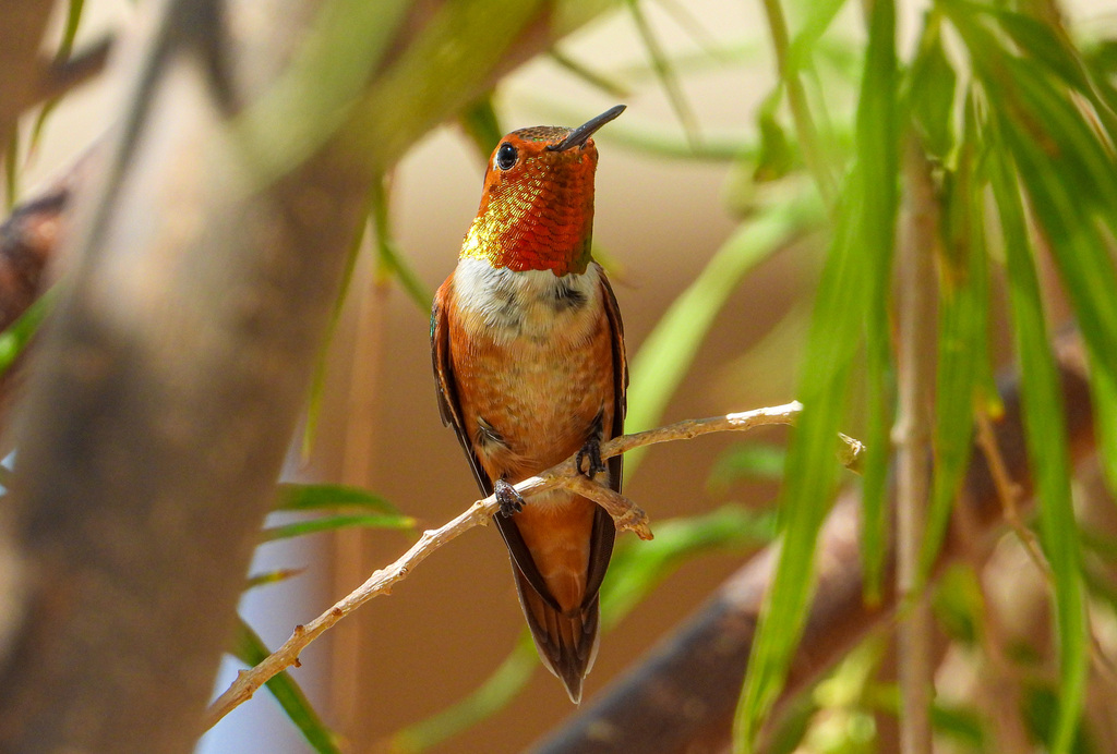 Rufous Hummingbird