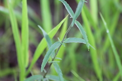 Eupatorium leucolepis