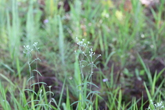 Eupatorium leucolepis