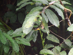 Chironius multiventris