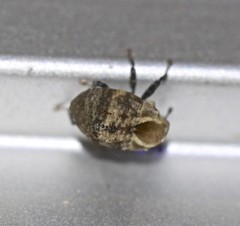 Brachyphyes thoracicus