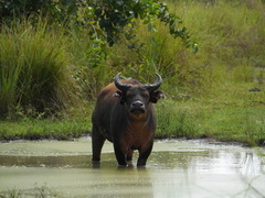 Syncerus caffer nanus