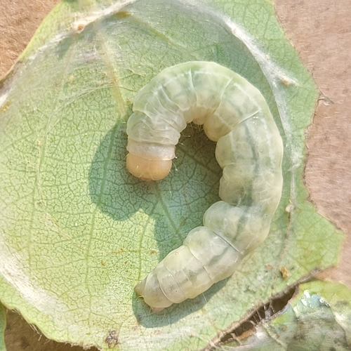 Aspen Twoleaf Tier Moth photo 2
