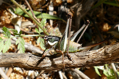Eupholidoptera leucasi