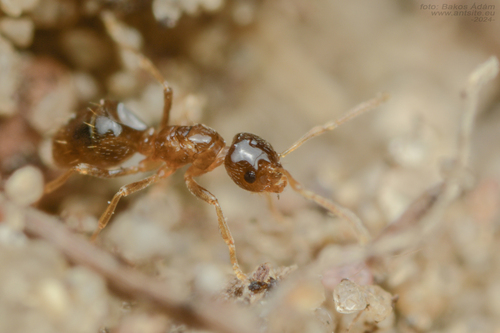 Plagiolepis ampeloniPlagiolepis ampeloni
