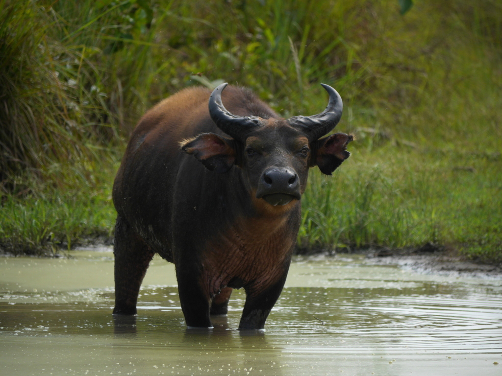 African Buffalo (Syncerus caffer)