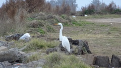 Ardea alba
