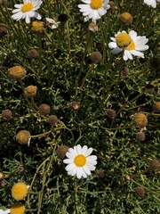 Argyranthemum