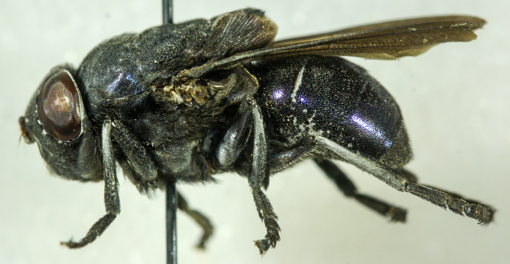 rodent bot fly