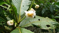 Actinidiaceae