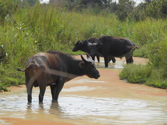 Syncerus caffer nanus