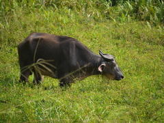 Syncerus caffer nanus