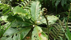 Actinidiaceae