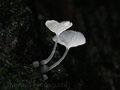 Delicatula integrella