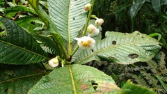 Actinidiaceae