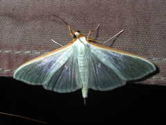 Stemorrhages sericea