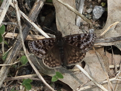 Erynnis martialis