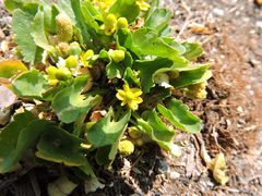 Halerpestes cymbalaria