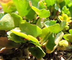 Halerpestes cymbalaria