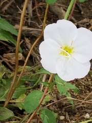 Oenothera albicaulis